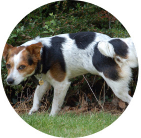 Távoltartók, háziállat riasztók