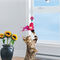 Kong Cat Connects Window Teaser