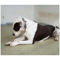 Boci, 3 éves, 52 cm magas, bull jellegű szuka #4