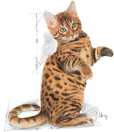 Royal Canin Kitten Sterilised - Ivartalanított kölyök macska száraz táp 12 hónapos korig