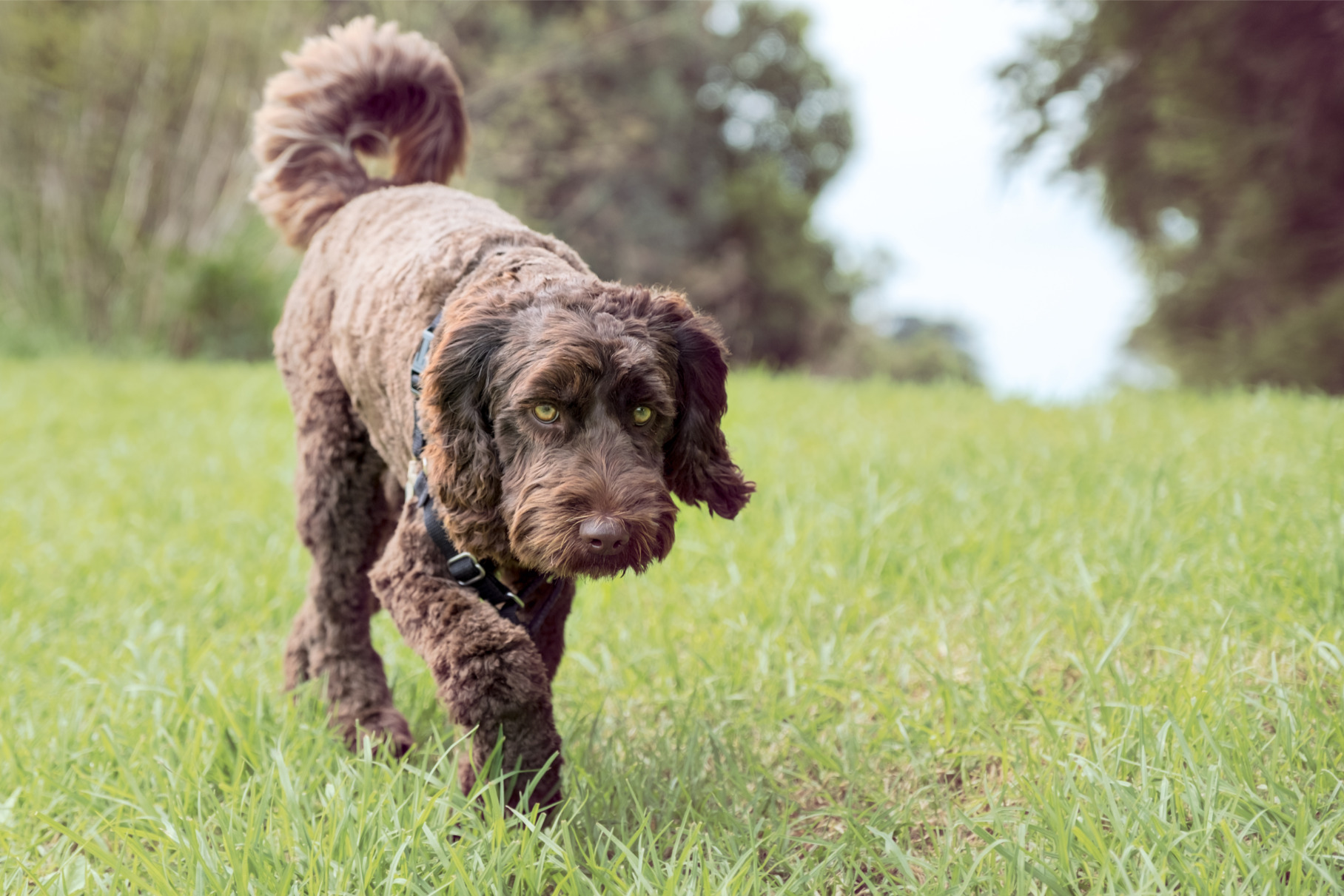 Barna labradoodle