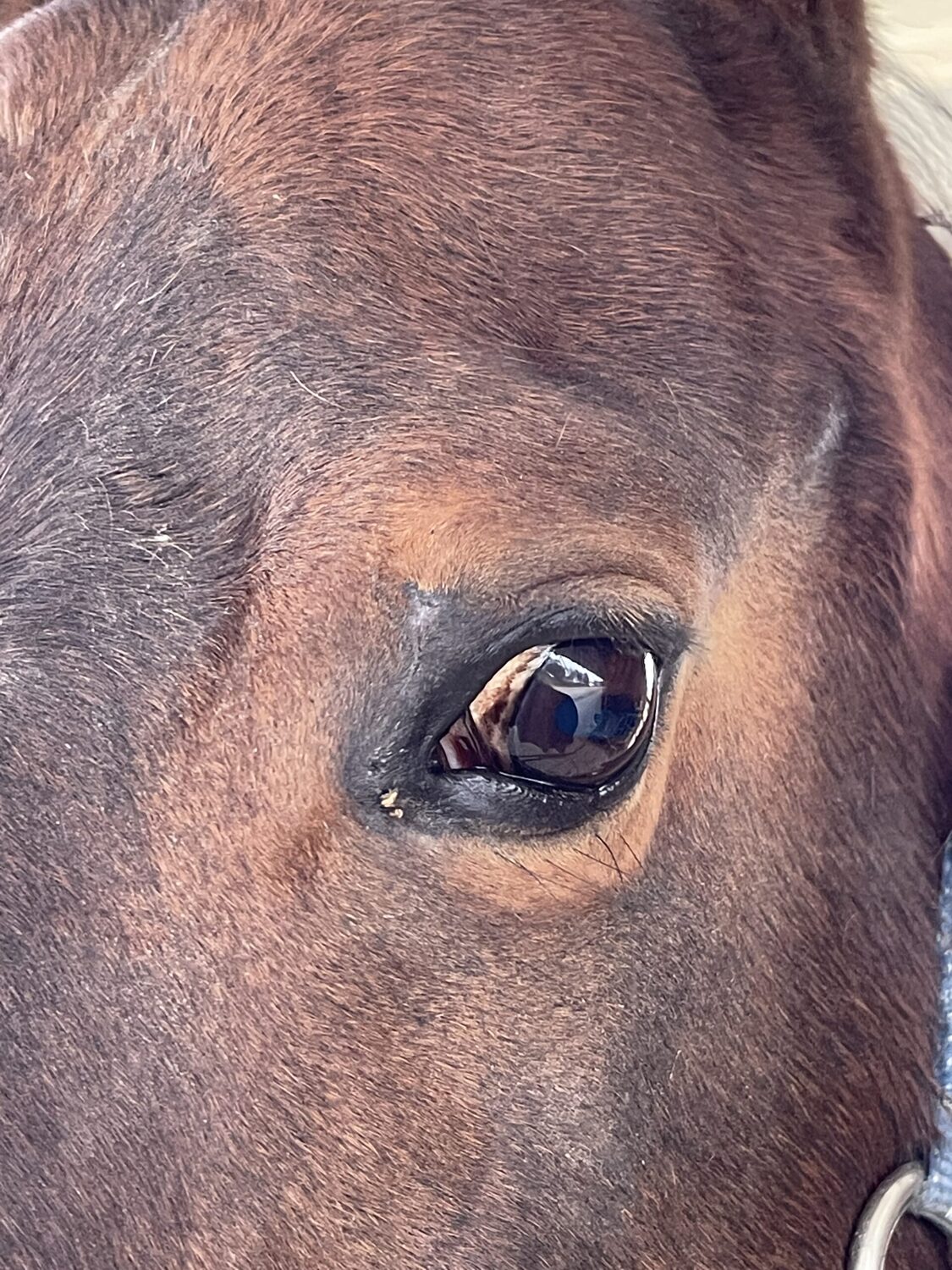 Union Bio Skincut - zoom