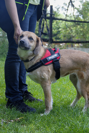 Kira, 2 éves szuka kutyus