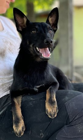 Gedeon, fél éves, kan