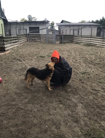 Sajó, 7 éves ivartalanított németjuhász keverék kan