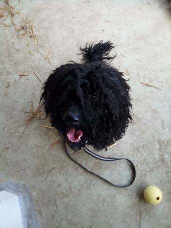 Gombóc Artúr, 12 éves, 44 cm magas, puli, kan