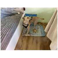 Floren, 3 éves ivartalanított szuka #9