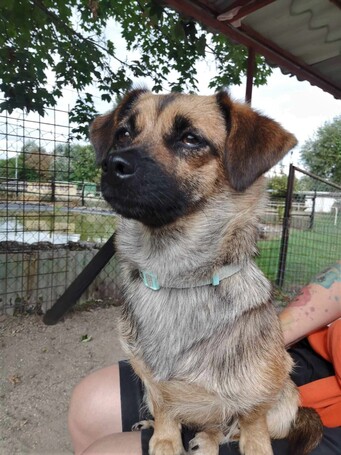 Manó, egy éves, szuka