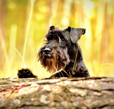 Delikan Original Condition Beef