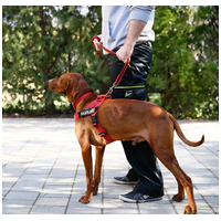 Julius-K9 IDC Color & Gray hevederhám #6