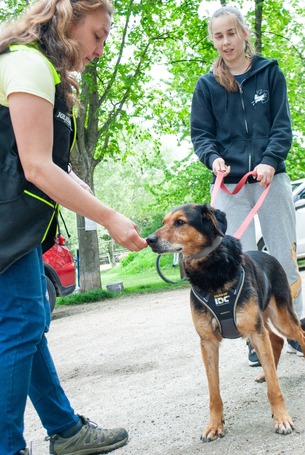 Bözsi, a 10 éves idős hölgy
