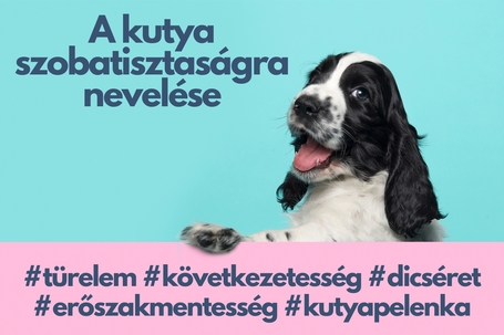 A kutya szobatisztaságra nevelése