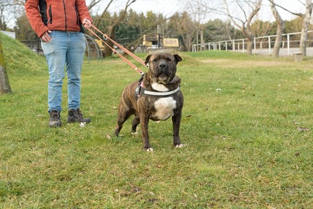 Suzy, négy éves, közepes méretű szuka