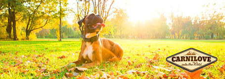 CarniLove Adult Lamb & Wild Boar | Bárány- és vaddisznóhúsos kutyatáp