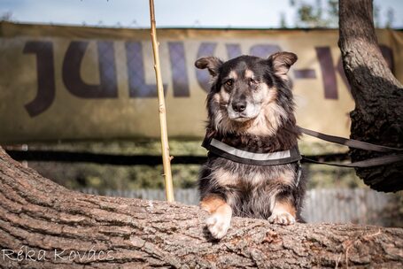 Csupaszív, 5 éves, szuka