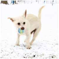 Kong CoreStrength Ball fogtisztító labda #4