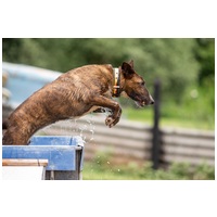 Ariell, 12 éves, 47 cm magas, lány kutya #5