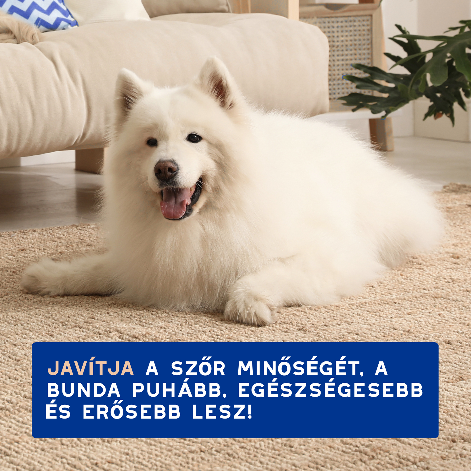 Douxo Spa șampon anti-năpârlire pentru câini - zoom