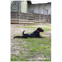 Lilien kutyus gazdit keres #11