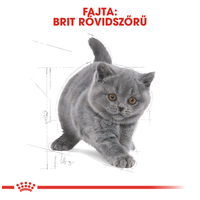 Royal Canin British Shorthair Kitten - Brit rövidszőrű kölyök macska száraz táp #2
