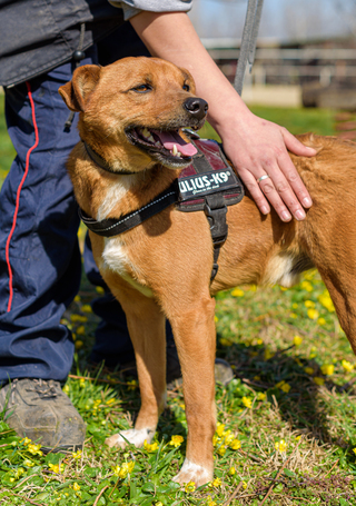 Csoma, 5 éves, 40 cm magas, ivartalanított kan