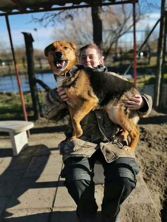 Molly, 1 éves, némejuhász keverék, szuka