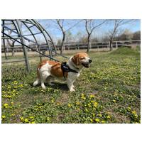 Carlos, 11 éves, kan #3