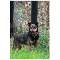 Levi, 4 éves ivartalanított kan #3