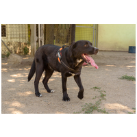 Tutyi, kilenc hónapos, kan #3