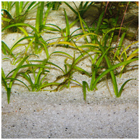 JBL Sansibar River természetes akvárium talaj (durva szemű) #2