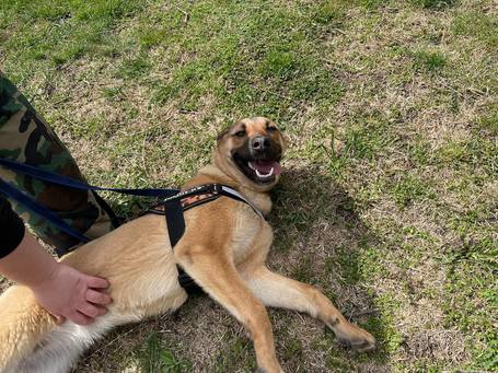 Kelly, 10 hónapos, szuka