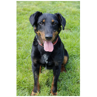 Prézli, 3 éves ivartalanított kan #3