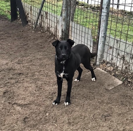 Cleo, 1 éves, 52 cm magas, szuka