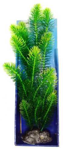 Plantă mare de acvariu Cabomba aquatica de culoare verde