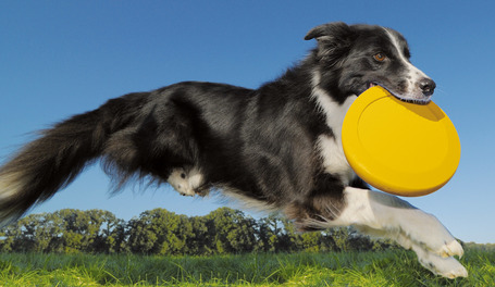 Belcando Adult Active