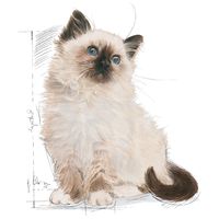 Royal Canin Kitten - Kölyök macska száraz táp #10