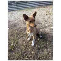 Chino, 7 hónapos keverék kisfiú #7