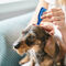 Beaphar CaniComfort pheromones Spot-On pentru câini