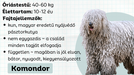 Komondor, a kun-magyar pásztorkutya