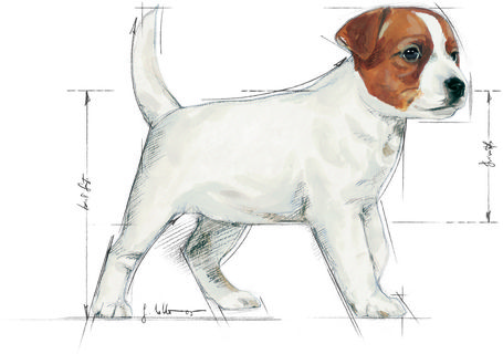 Royal Canin Mini Puppy - Kistestű kölyök kutya száraz táp