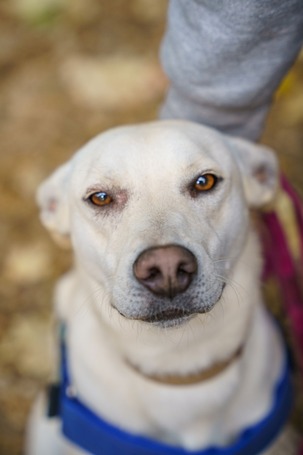 Alba, 1.5 éves ivartalanított szuka