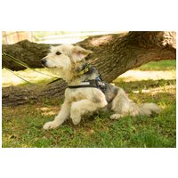 Macho, 4 éves, 57 cm magas, kan #4