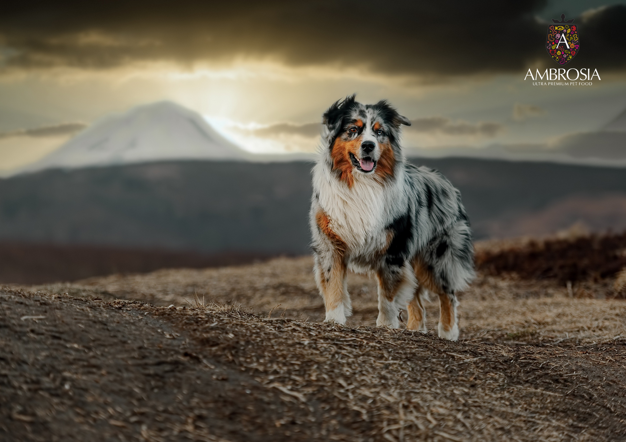 Ambrosia Dog Adult GF Beef & Fresh Salmon | Hrană pentru câini fără cereale, cu carne de vită și somon proaspăt - zoom