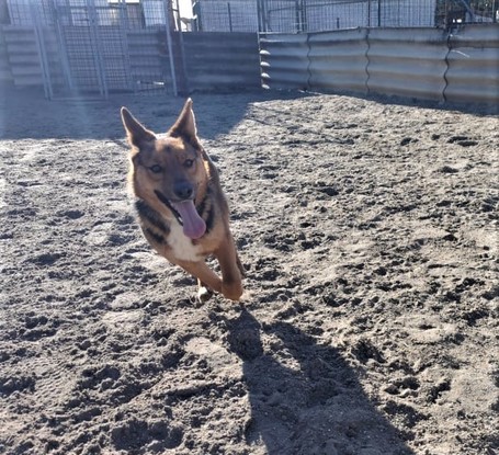 Molly, 1 éves, némejuhász keverék, szuka