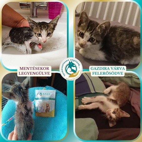 N.P.C.S. Multivitamin macskáknak