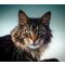 Flatazor Protect Cat Dermato & Digest | Emésztési problémák, érzékeny bőr, viszketés, allergiás bőrreakciók kezelésére macskáknak