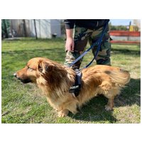 Bernhard, 2 éves kan #3