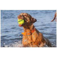 Kong Squeakair teniszlabdák #18