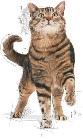 Royal Canin Appetite Control Care - Száraz táp felnőtt macskák részére az étvágy szabályozásának segítésére