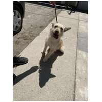 Szöszi, 5 éves ivartalanított lányka #2